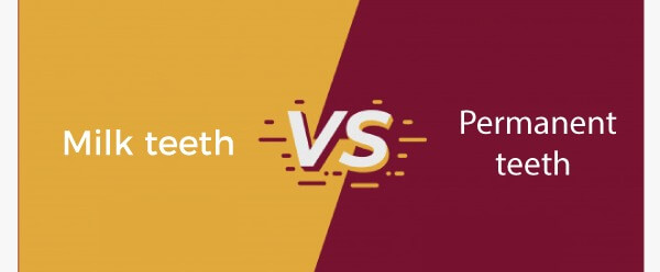 Difference Between Milk Teeth And Permanent Teeth Javatpoint