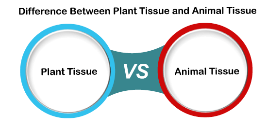 Plant Tissue vs Animal Tissue