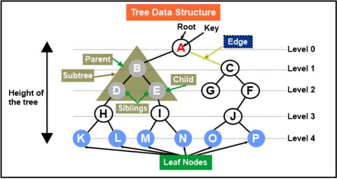 Properties of Binary Tree