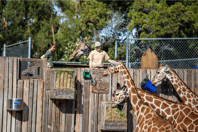 A Visit to a Zoo Essay