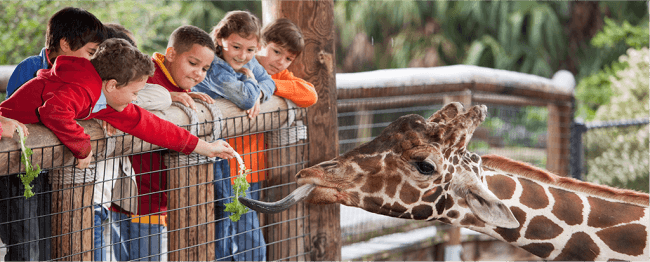 A Visit to a Zoo Essay