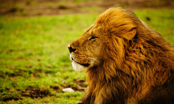 Essay on Lion