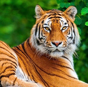 Essay on Tiger - Javatpoint