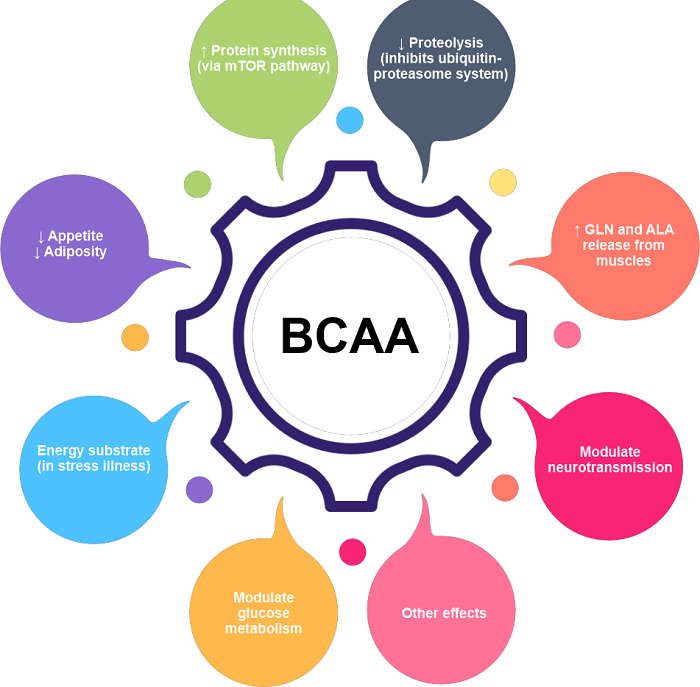 BCAA Full Form