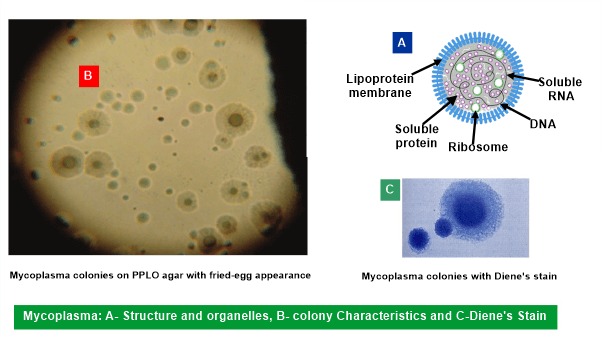 mycoplasma structure