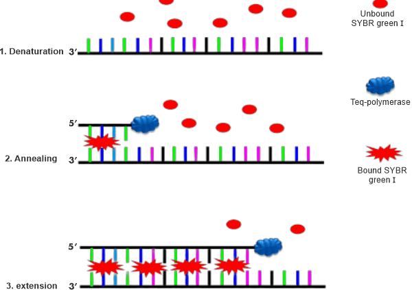 RT-PCR Full Form: Real-Time Reverse Transcription-Polymerase Chain Reaction  - javaTpoint