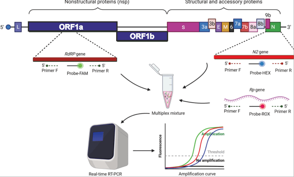 RT-PCR full form