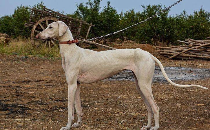 Dog Breeds in India | Indian Dog Breeds - Javatpoint