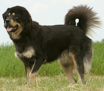Dog Breeds in India
