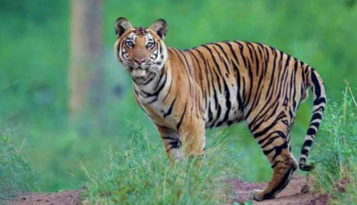List of Tiger Reserves in India