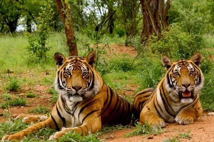 List of Tiger Reserves in India