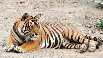 List of Tiger Reserves in India - Javatpoint