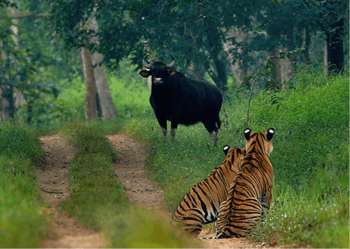 Wildlife Sanctuaries in India - Javatpoint