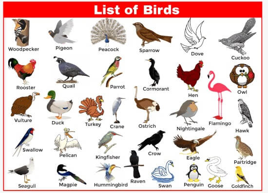 List Of Birds