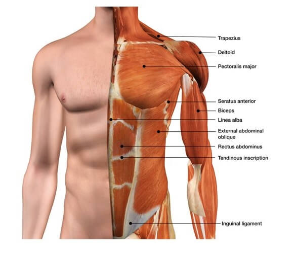 List of Body Parts