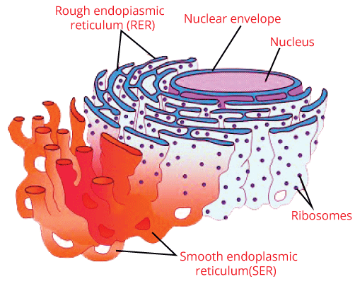 List of cell organelles