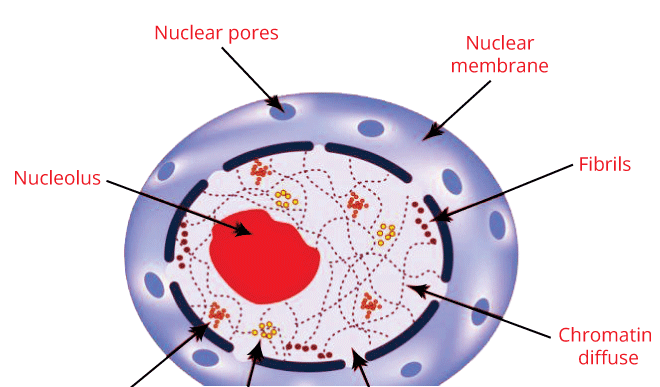 List of cell organelles - Javatpoint