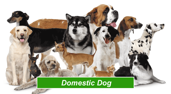 List Of Domestic Animals