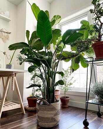 List of Indoor Plants