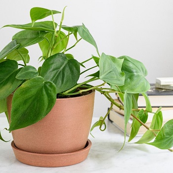 List of Indoor Plants