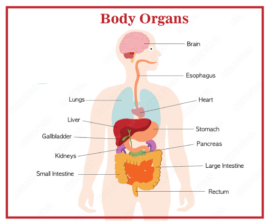 List Of Organs In The Human Body Javatpoint