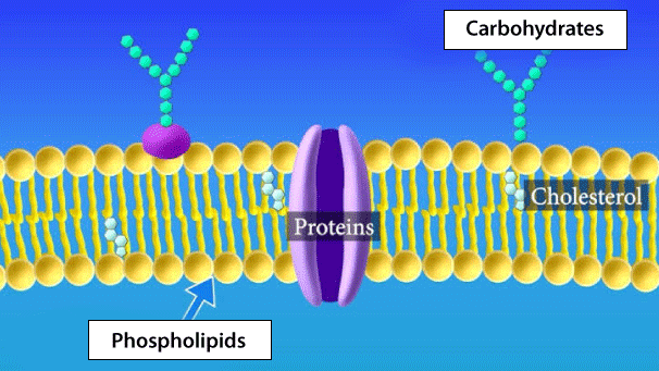 List of the Constituents of Plasma Membrane