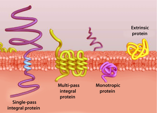 List of the Constituents of Plasma Membrane