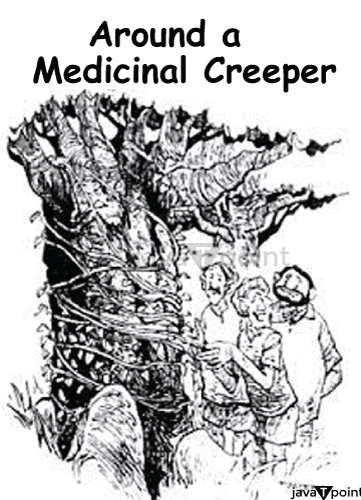 Around A Medicinal Creeper Lesson Summary Class 11 English