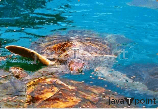 The Scared Turtles of Kadavu Summary