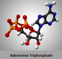 ATP - Adenosine Triphosphate