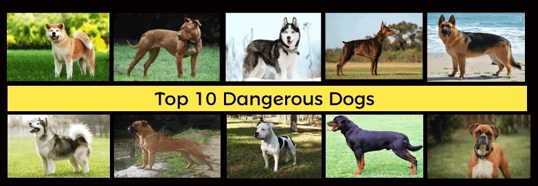 Top 10 Dangerous Dogs