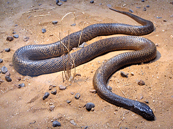 Top 10 Deadliest Snakes in The World