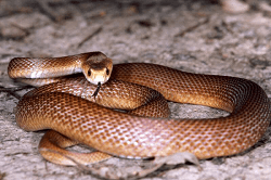Top 10 Deadliest Snakes in The World