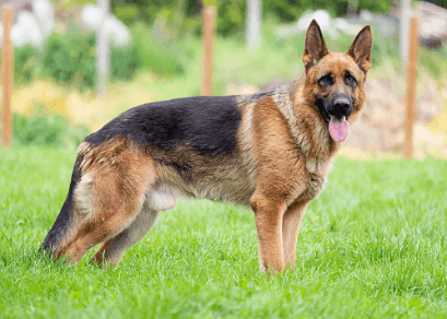Top 10 Dogs Breeds in India