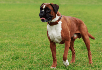 Top 10 Dogs Breeds in India