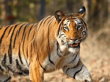 Top 10 Endangered Animals - Javatpoint