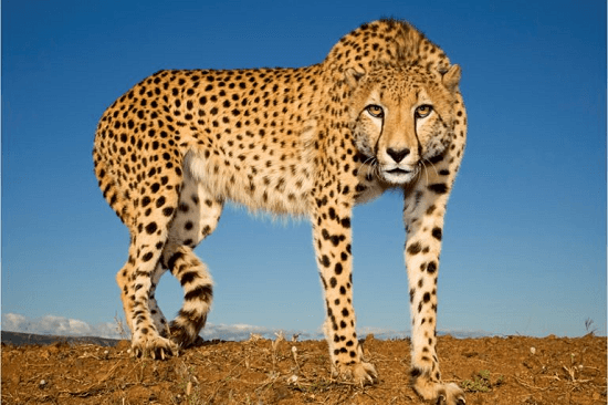 Top 10 Fastest Land Animals