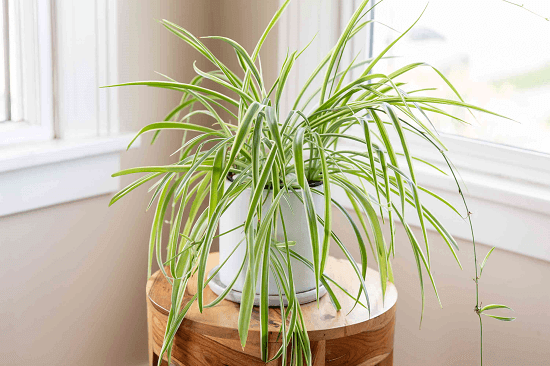 Top 10 Indoor Plants