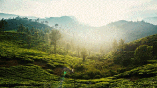 Tourist Places in Wayanad