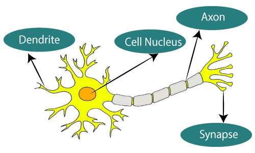 ilustrasi dari jaringan saraf secara biologis