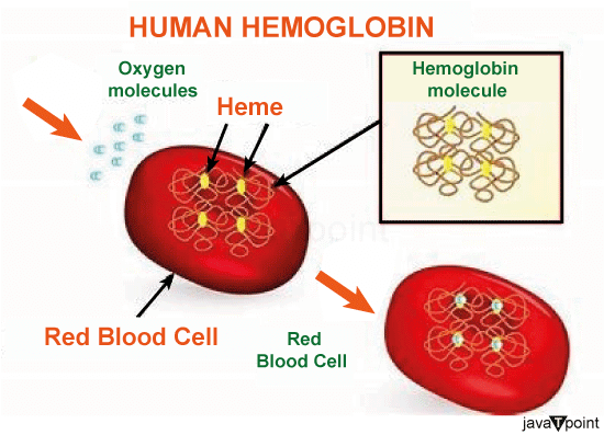 How to increase your Hemoglobin Count - Javatpoint