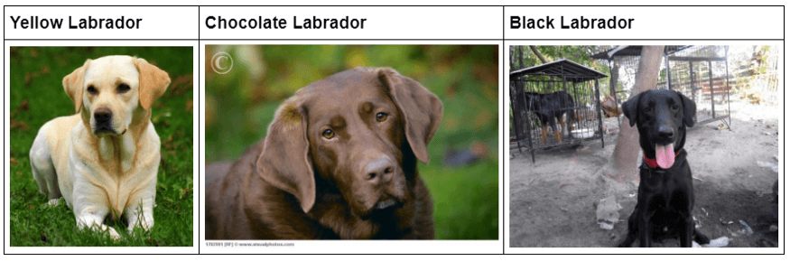 Dog Breed Classification using Transfer Learning