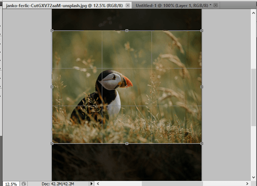 How to Crop an Image in Photoshop