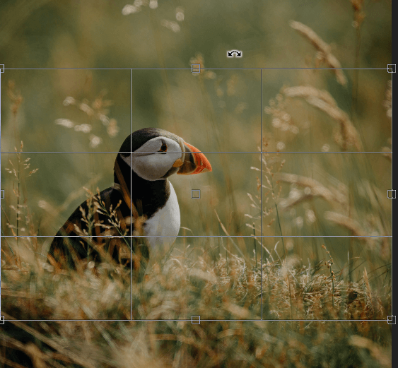 How to Crop an Image in Photoshop